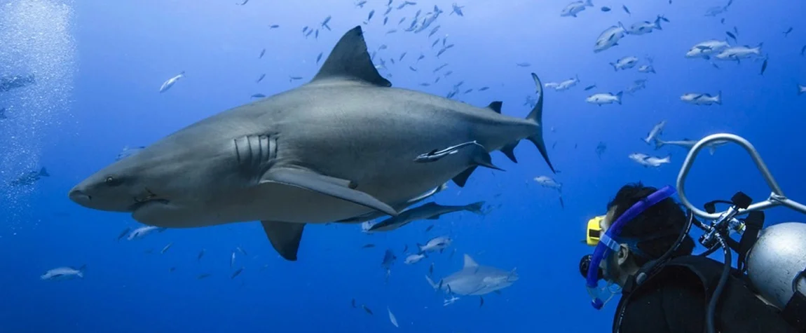 The Best 6 Places for Shark Diving in Maldives