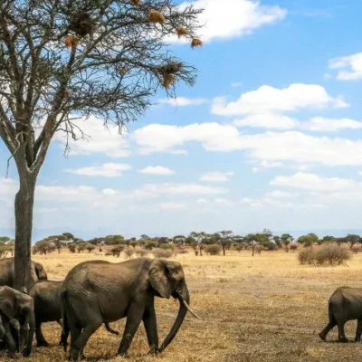 National Parks in Tanzania