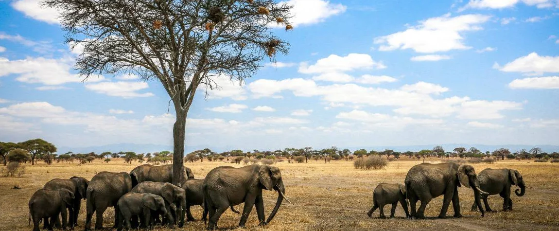 National Parks in Tanzania