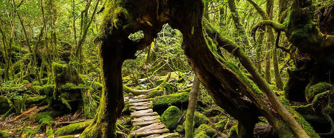 Yakushima Island