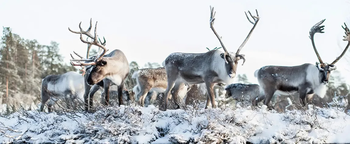 10. Arctic Wildlife Park