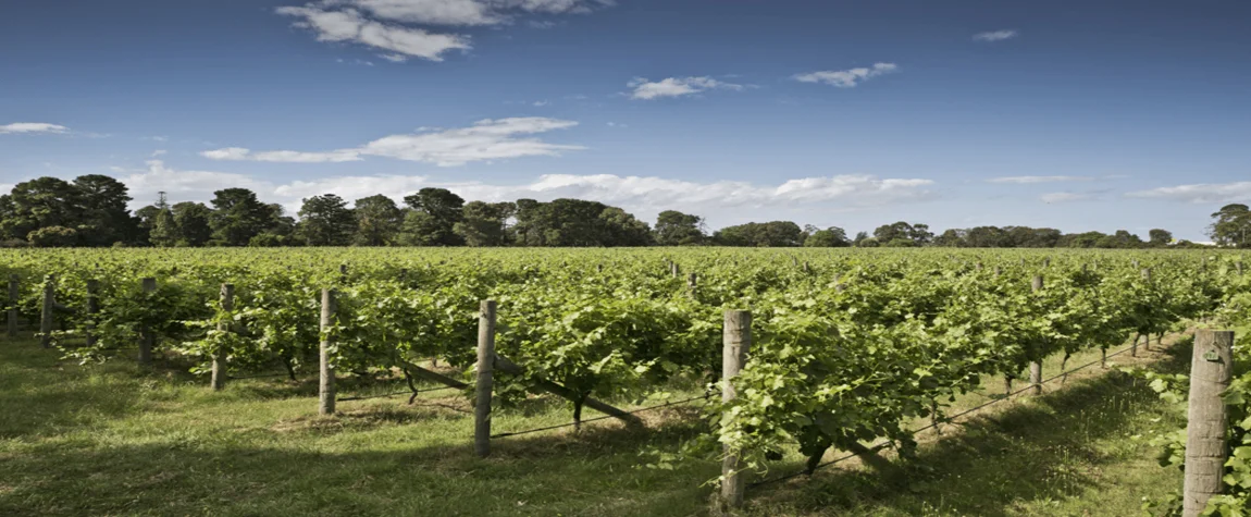 10. Wine Tour of the Vineyards near Nice