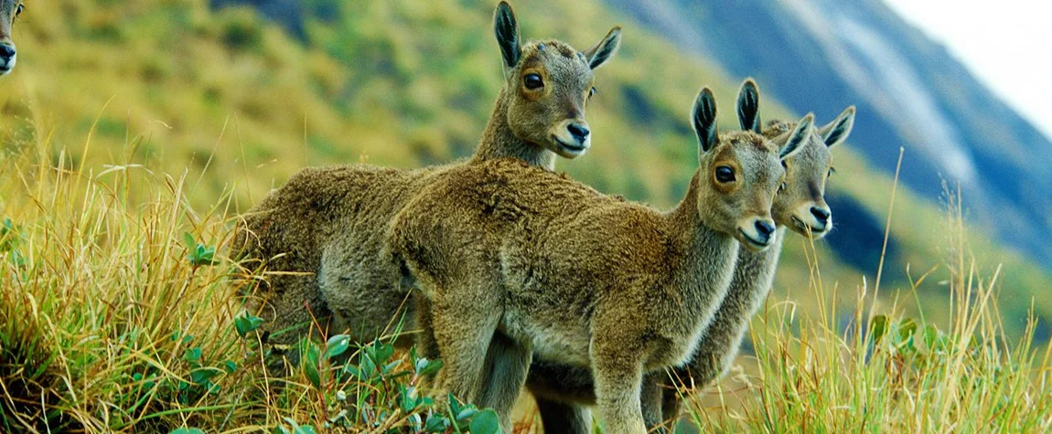 Eravikulam National Park