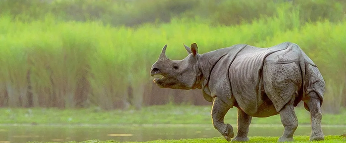 Kaziranga National Park – The Home of the One Horned Rhino