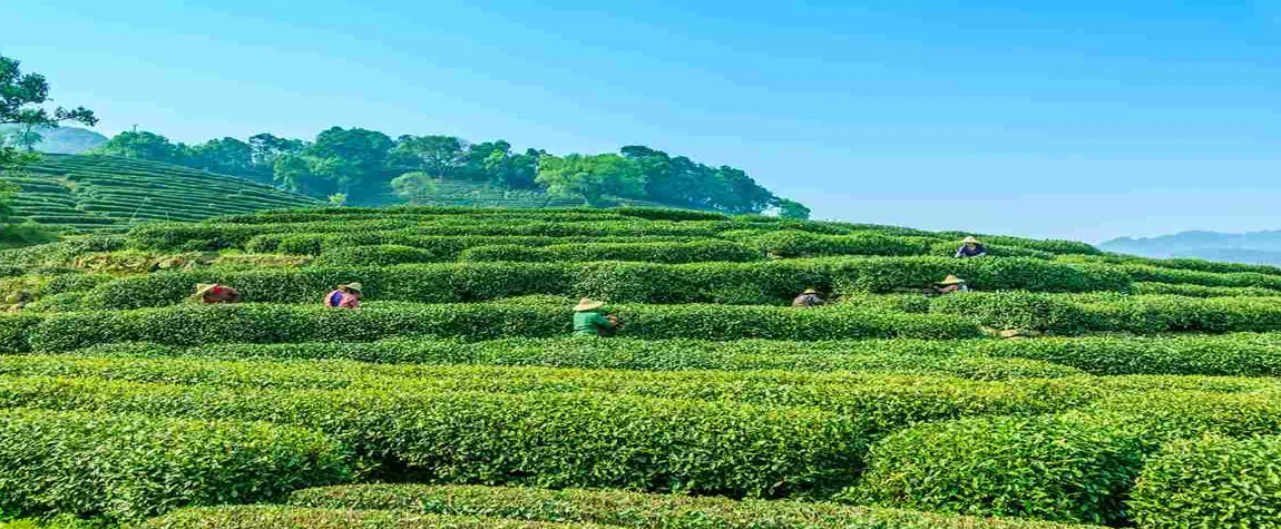 Palampur: Verdant Tea Garden – The Green Lung of Palampur