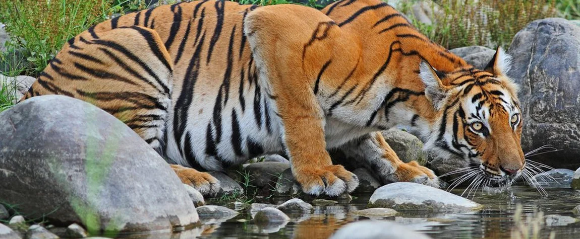 Sundarbans National Park