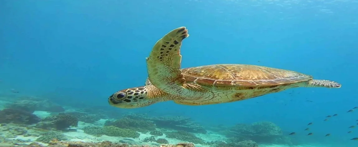 Daymaniyat Islands Snorkeling