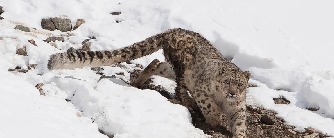 Snow Leopard Trek