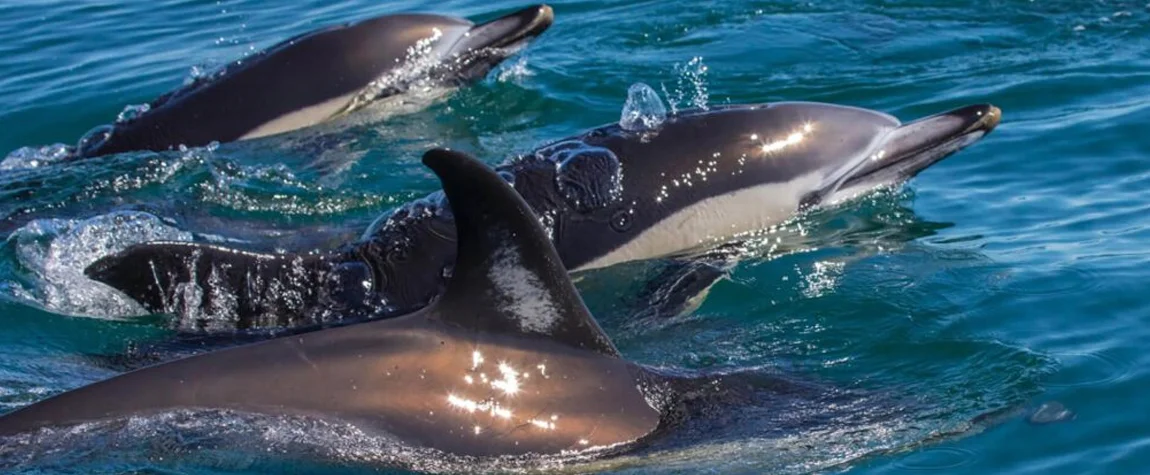 Go on a Dolphin Watching Tour