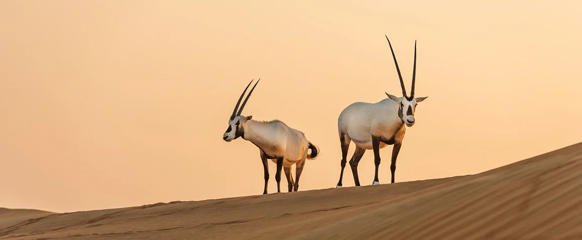 9. Al Wusta Wildlife Reserve - National Parks in Oman