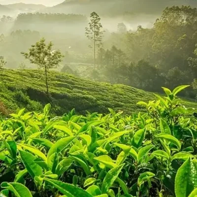 The 10 Best Tourist Places to Visit in Munnar