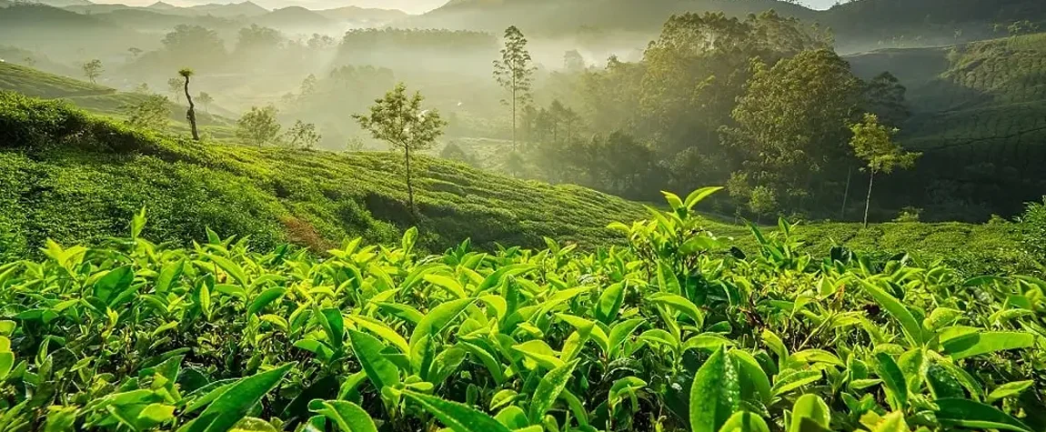 The 10 Best Tourist Places to Visit in Munnar