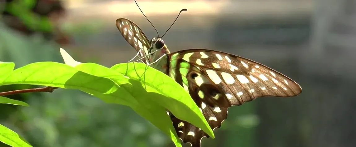 Trip to Butterfly and Insect Aquarium in Phuket